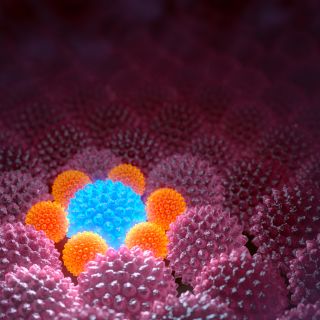 Bloquea la absorción de carbohidratos